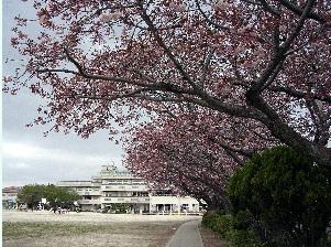 Primary school. Abiko Municipal Shinki to elementary school 1303m