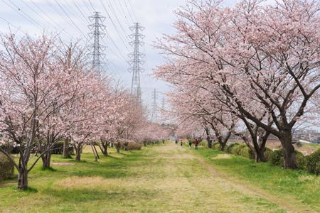 park. Hanamigawa Thousand 1880m to cherry green space