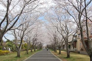Other. Passing near "Kazusa of the road" is, Width about 20m, It is a promenade that spans the entire length about 4km. Lined Yoshino cherry tree of trees along the road, Cherry trees in full bloom you can enjoy in the spring. (Photo 1340m point from the south gate. March 2013 shooting)