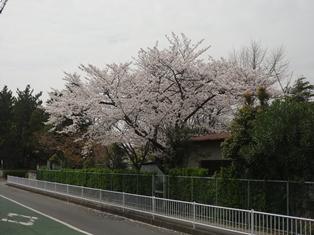 Primary school. Goi to elementary school 220m