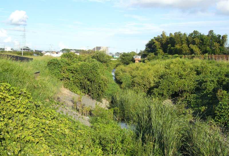 Other local. Creek flowing through the nearby