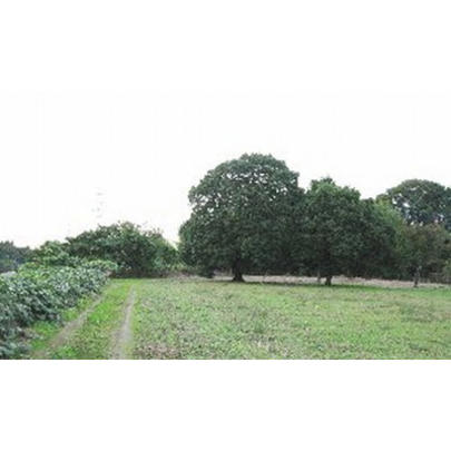 Local land photo. Shooting from the site northeast side