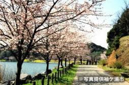 park. Sodegaura about 4km from 3055m Nagaura station to the park Located in the hills surrounding the two pond, Rich natural blessed park. Including the iris garden where you can enjoy the blue flag of the 50 species (about 15,000 shares), It will be colored by seasonal flowers. 
