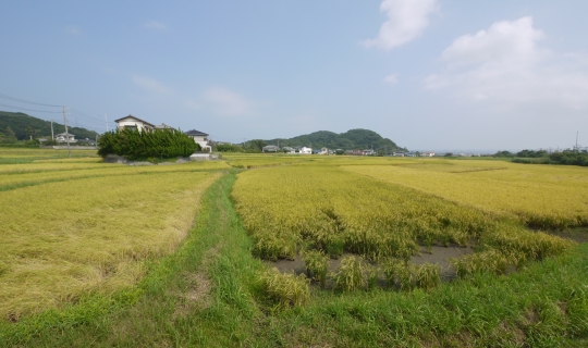 View. View from Western-style