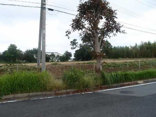 Local land photo. Local Photos