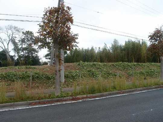 Local land photo. Local Photos