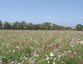 Streets around. Kirinbiapaku October bloom 900m seasonal flowers to Fukuoka is within walking distance ~ November cosmos in full bloom. As walking trails, I want to enjoy a leisurely