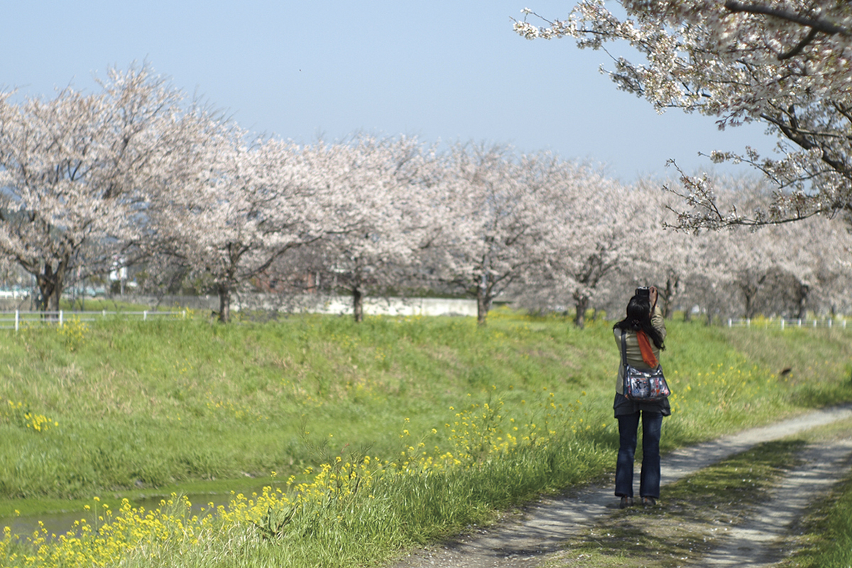 Streets around. Spring is 3000m car about 5 minutes cherry tree and rape until Kusaba River in full bloom. Such as enjoy the changing seasons, Trimmed living environment flowing relaxing time