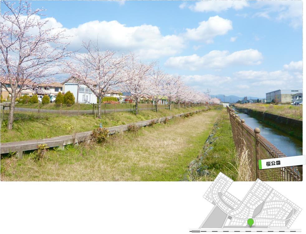 Other local. (April 2012) shooting, Complex in the row of cherry blossom trees