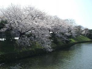 park. Season fun of 400m cherry tree to Maizuru Park