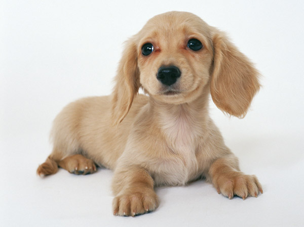 Other.  [A member of the cute pet is also important family] Pets comfortable living environment is a member of the important family.  ※ For more information, please contact the person in charge.  ※ The photograph is an example of a pet frog.