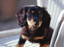Pet.  [Pets welcome breeding] A member of the pet is also important family. For those who want to live together with pets, "San Great Hakata Royal Park" is, Pets can be breeding.  ※ The photograph is an example of a pet frog.