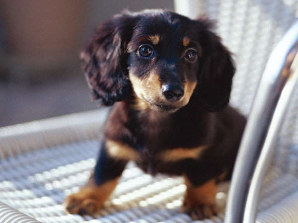 Other.  [Pets welcome breeding] A member of the pet is also important family. For those who want to live together with pets, "San Great Hakata Royal Park II" is, Pets can be breeding.  ※ Separately "breeding bylaws" reference ※ The photograph is an example of a pet frog.
