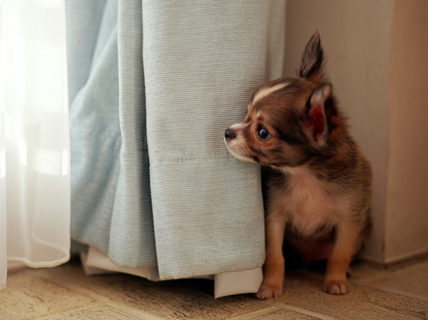 Features of the building.  [Pet symbiosis Mansion] Pets are important family heal the heart. Even in areas such as therapy, The benefits began to be recognized. "Grandia Solare Yoshizuka" is, Pets symbiosis is a mansion to live together with pets. (An example of photo frog pet)