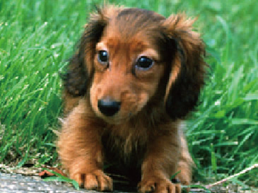 Other.  [Family member pets together] I could live with a member of the important family pet.  ※ Population and size, Since there is a limit, such as type, For more information, please contact the person in charge.  ※ The photograph is an example of a pet frog.