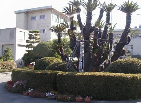 Junior high school. Municipal Hakozaki until junior high school (junior high school) 1700m