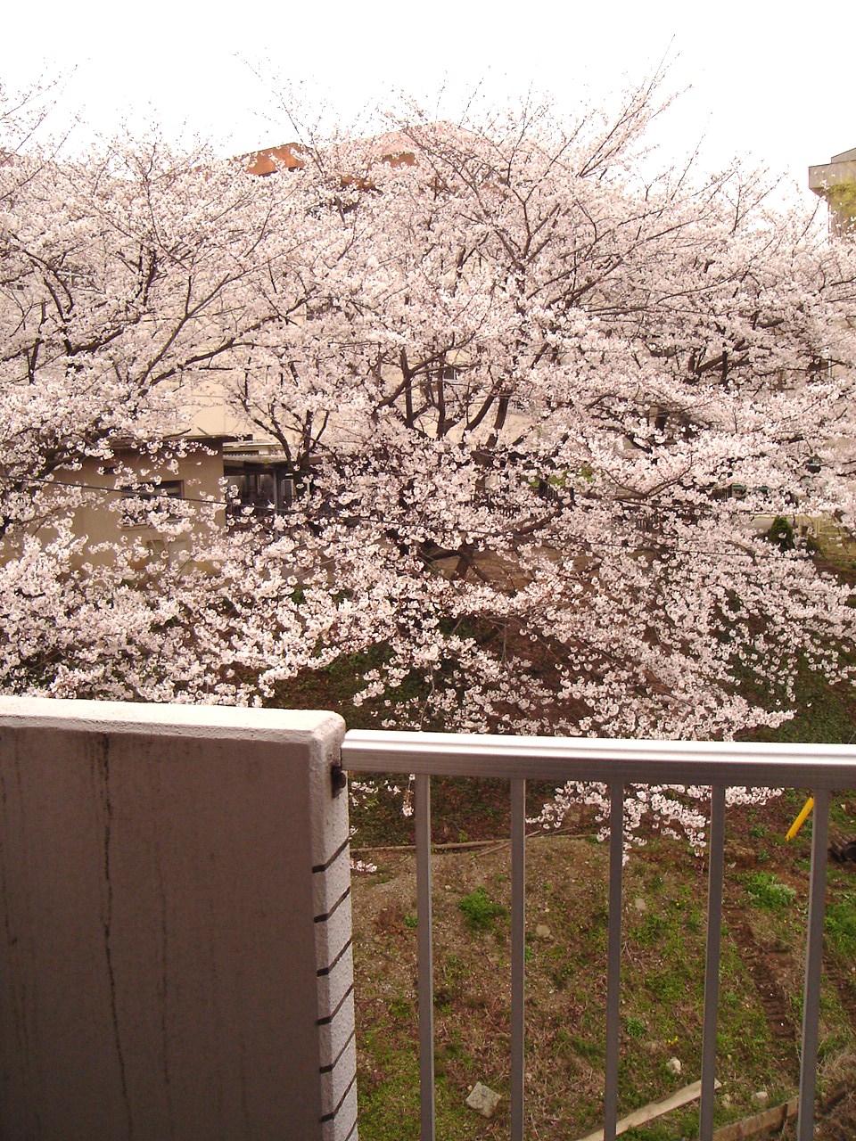 View. South 2010 view from the balcony