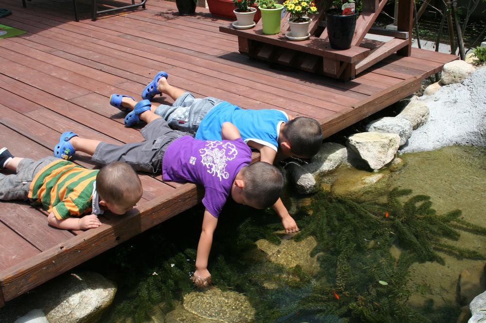 Other Environmental Photo. Park 5 biotope inhabit small organisms such as goldfish. It is ideal as a place of emotional education.