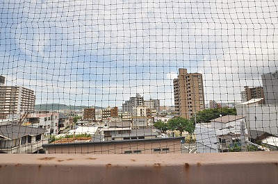 View. There pigeon net