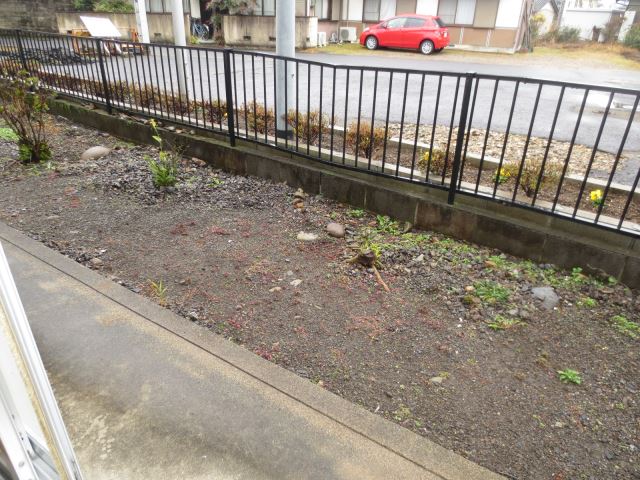 Garden. Garden