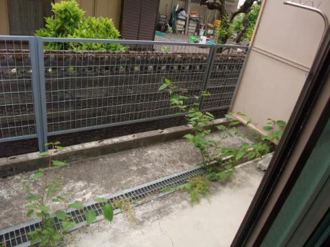 Garden. Private garden
