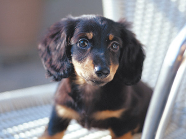 Other.  [Apartment to be able to live with pets] Installing a foot washing area for pets. Pets also is a member of the family. It will be pet breeding that kept the rules by Terms. (The photograph is an example of a pet that can be breeding)