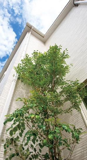 Local photos, including front road. Appearance that white was the keynote, Look good garden of green and sky blue. In building front tile outer wall of tea-based, Beautiful contrast greet customers / Reference image: Our same estate sale already image