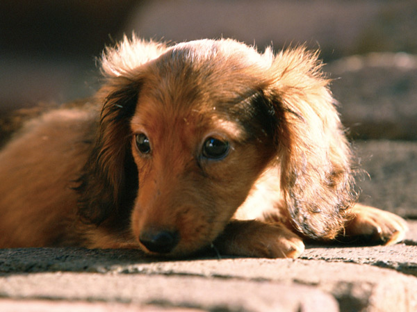 Other.  [Pets welcome breeding] Sometimes or go out together, A member of the sometimes healing to become family, It is possible to live with pets. It will be pet breeding that kept the rules and manners by Terms.  ※ There is a limit to the pet's size, etc..  ※ The photograph is an example of a pet frog.