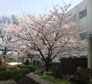 Primary school. 1911m to Hiroshima Municipal Anzai Elementary School