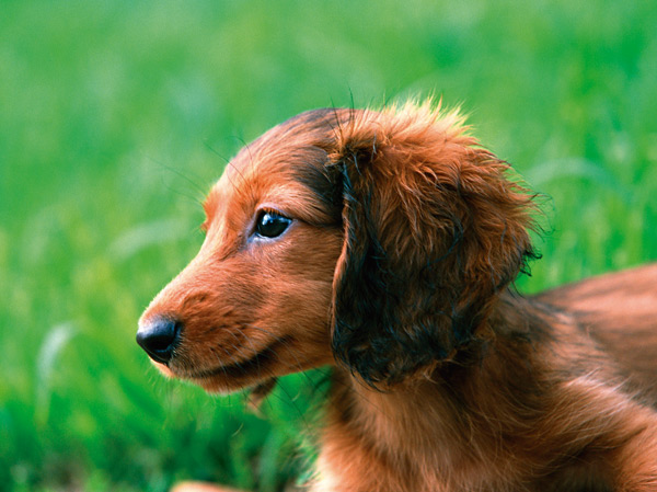 Other.  [On-site dog run that pets spend comfortably] Also in the apartment, I asked the lives ease of pet. While pet it has had on the grounds of the apartment, Running around in freedom, A joyful sight to enjoy the sense of openness, Place that becomes the joy of family. (The photograph is an example of a pet that can be breeding. )