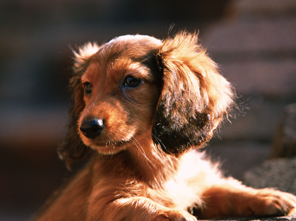 Other.  [Convenient pet washing place after the walk] It was attached to the pet's feet after a walk dirt, Washable before entering the room, It has established a convenient pet washing place on the first floor.  ※ The photograph is an example of a pet that can be breeding