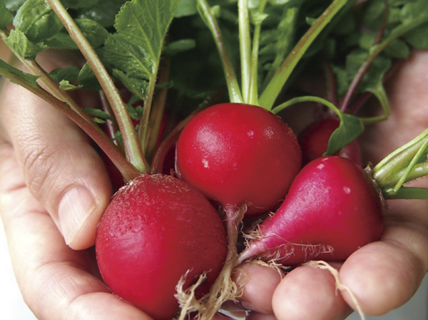 Buildings and facilities. With a rooftop garden that pleased the harvest cultivate green. By being aware of the green. Man ・ Town ・ Home to involvement in closely, We aim to live to nurture sensitivity and bonds. ※ There is only your contract number. For more information, please contact the person in charge. (Publication photograph of is an example of a vegetable that can be grown)