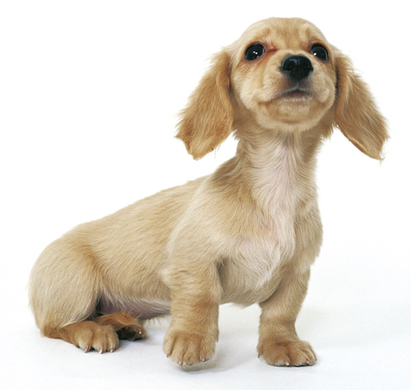 Features of the building.  [Pet symbiosis Mansion] Pets are important family heal the heart. Even in areas such as therapy, The benefits began to be recognized. "wing ・ Com Hijiyama Street "is, Pets symbiosis condominium in consideration for living with pets. (The photograph is an example of a pet frog)