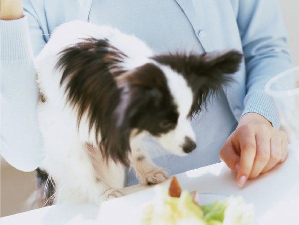 Other.  [It is the apartment that can live with a pet] You can also enjoy in the city center apartment living to be able to live with pets. The adorable important "family", Please spend every day to be soften hearts. (The photograph is an example of a pet that can be breeding. )