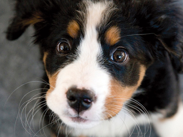 Other.  [Pet Friendly Mansion] It is Pet Friendly apartment with a pet-only foot washing place. Pet breeding is possible that kept the rules and manners by Terms. (The photograph is an example of a pet frog. )