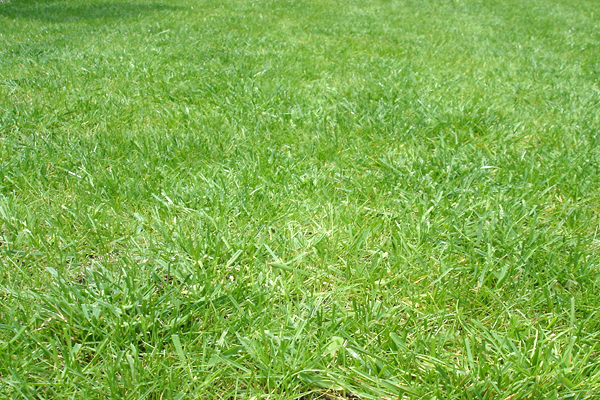 park. 350m until Iguchi park (park)