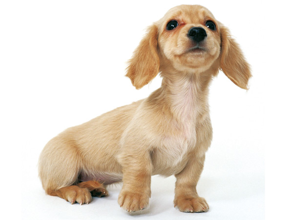 Features of the building.  [Pet symbiosis Mansion ・ Pet Ashiaraijo] Pets are important family heal the heart. Established the [pet Ashiaraijo] on site, Pets symbiosis condominium in consideration for living with pets.  ※ Published photograph of is an example of a pet frog.