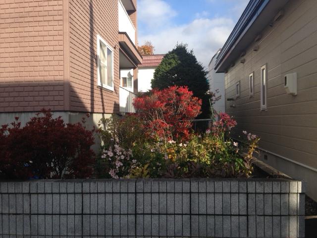 Garden. South garden