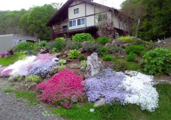 Garden. Old houses surrounded by larch