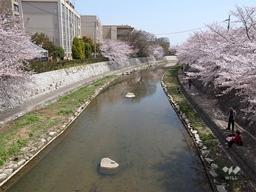 Other Environmental Photo. 160m until the cherry trees along the Zhuang Shimokawa