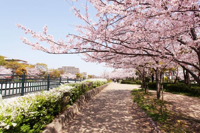 Other Environmental Photo. Yomogawa to green space 80m