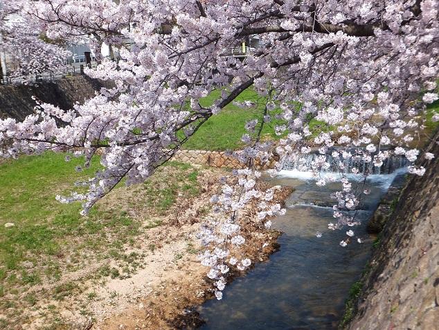 Other local. Ashiyagawa