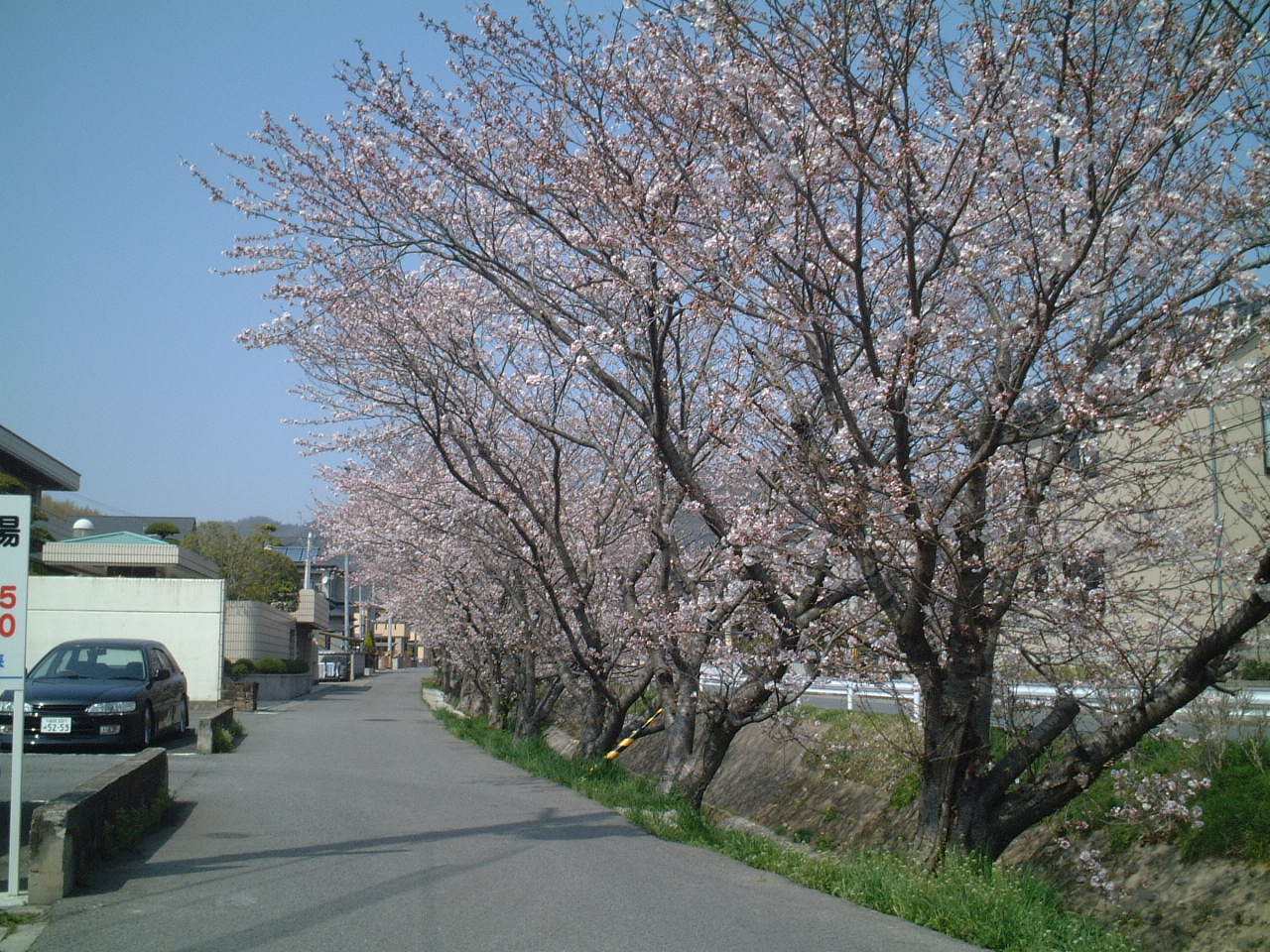 View. Cherry trees are in full bloom in the spring