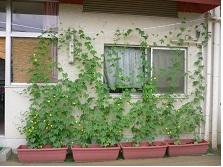 kindergarten ・ Nursery. Ogino nursery school (kindergarten ・ 90m to the nursery)