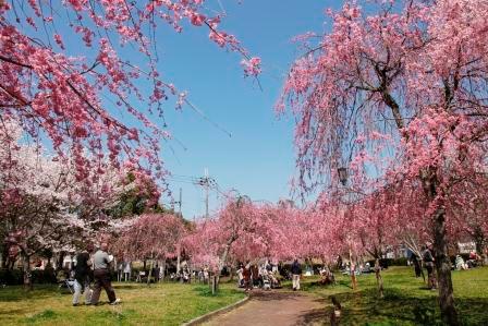 park. Park There are a number in 290m walking distance to Sakura Pond Nature Park. 
