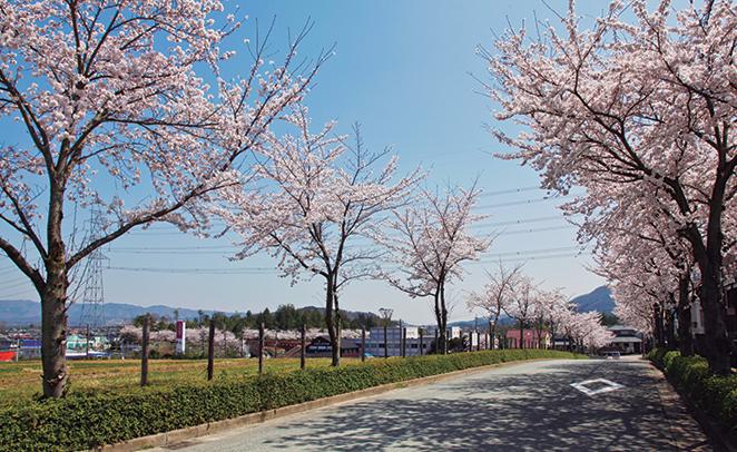 Streets around. 20m until Sakura Street