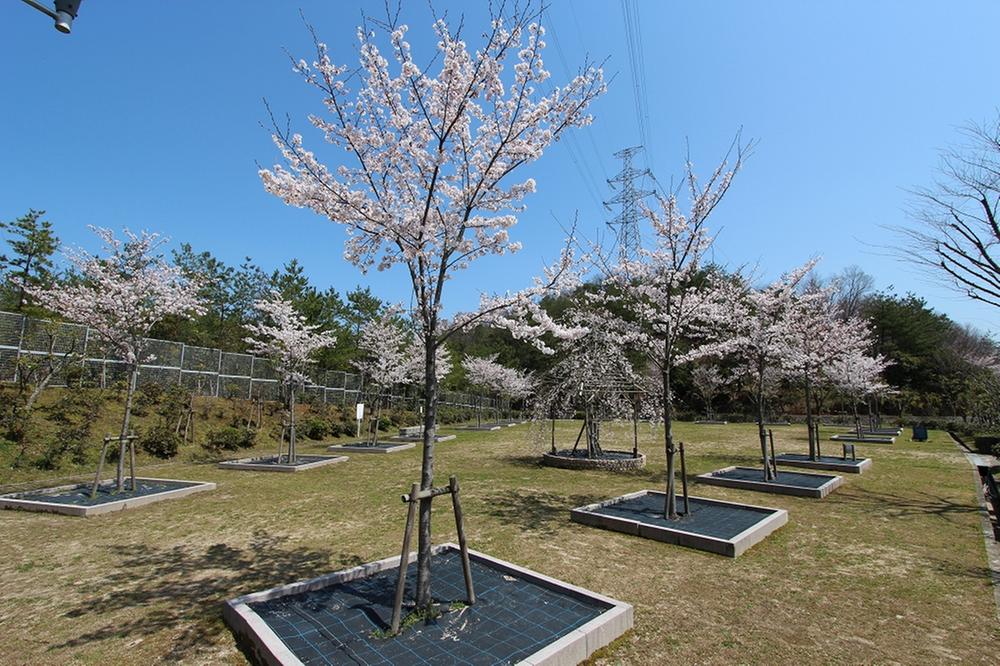 park. The 500m 4 month till evergreen oak park, A cherry tree is very beautiful, Also it will be held Cherry Blossom Festival!