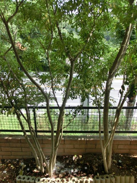 Garden. Local (August 2013) Shooting