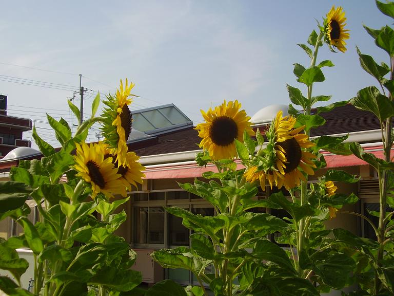 kindergarten ・ Nursery. Municipal Arino kindergarten (kindergarten ・ 566m to the nursery)
