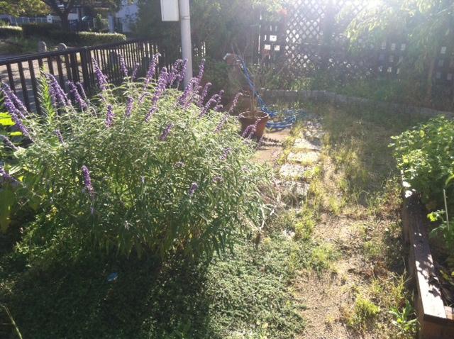 Garden. Local (September 2013) Shooting